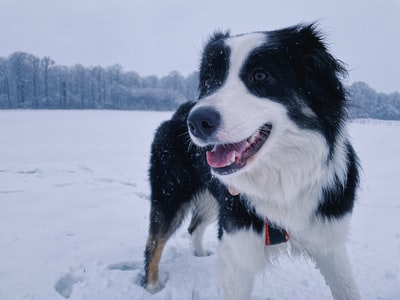 黑色和白色边境牧羊犬在冰雪覆盖的地面白天
